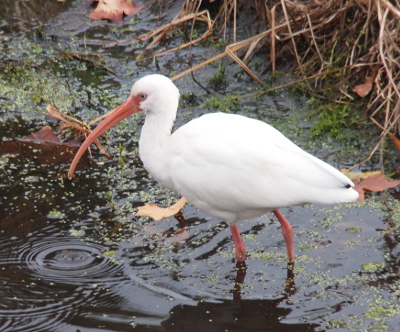 [Close view of the ibis as it stands in water half-way up its legs.]